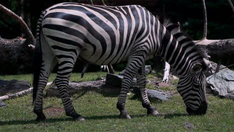 Ein-Zebra,-Das-An-Einem-Sonnigen-Tag-Auf-Dem-Gras-Weidet---Vollbild