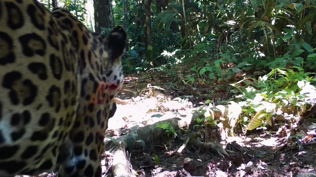 wild jaguar walking in the amazon rainforest