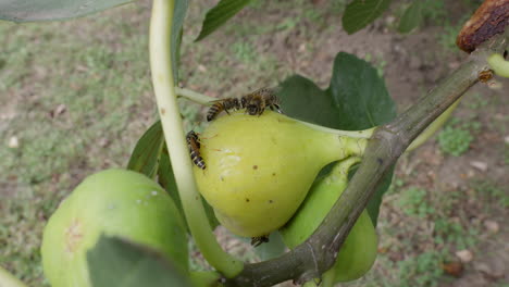 honeybees sucks nectar from a yellow fig at autumn