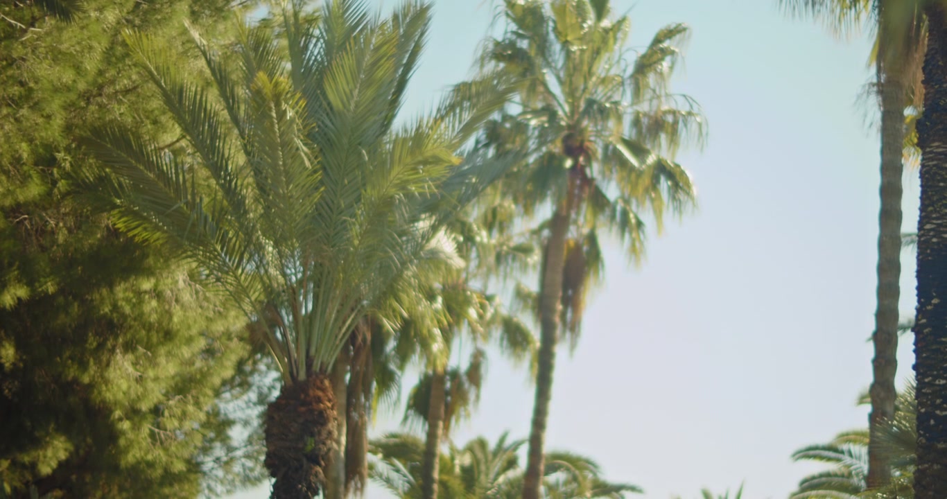 Palme soffiate dal vento