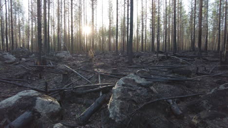 walking in a burnt boreal forest after forest fire