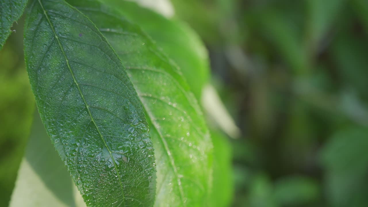 hojas tropicales verdes iluminadas por el sol