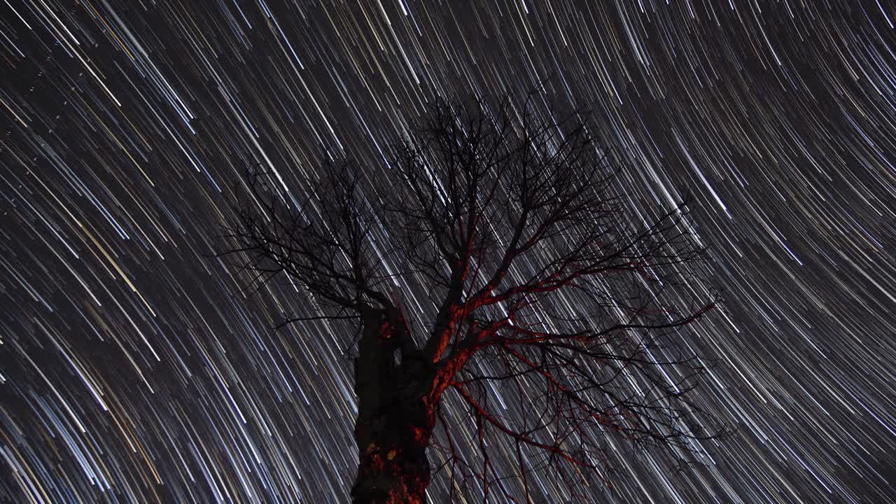 time-lapse de startrail de estrellas en movimiento detrás de un árbol solitario en el cielo nocturno filmado en 4k