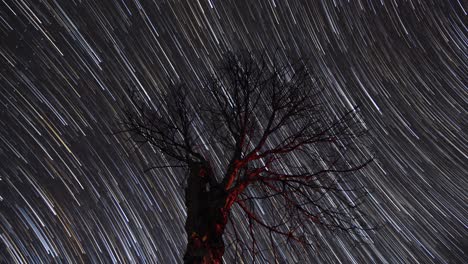 Time-lapse-De-Startrail-De-Estrellas-En-Movimiento-Detrás-De-Un-árbol-Solitario-En-El-Cielo-Nocturno-Filmado-En-4k