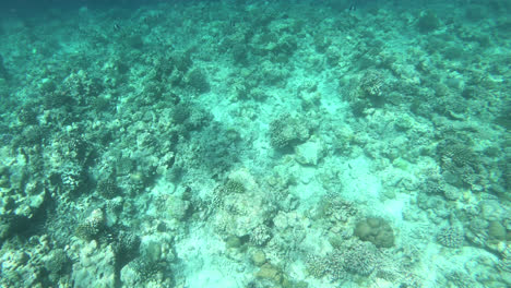 esnórquel en el mar del océano en maldivas