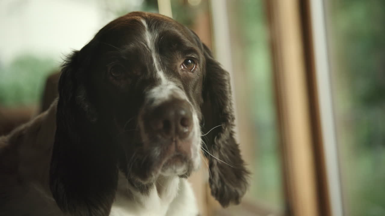 Dog sitting and looking out window