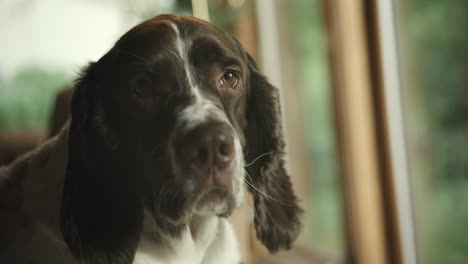 dog sitting and looking out window