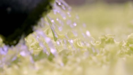 hose delivers water to plants through its black nozzle