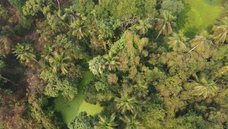 area view shot of jungle or forest