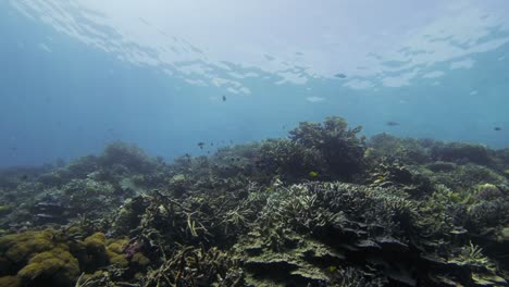 the lush coral reef of raja ampat, teeming with life