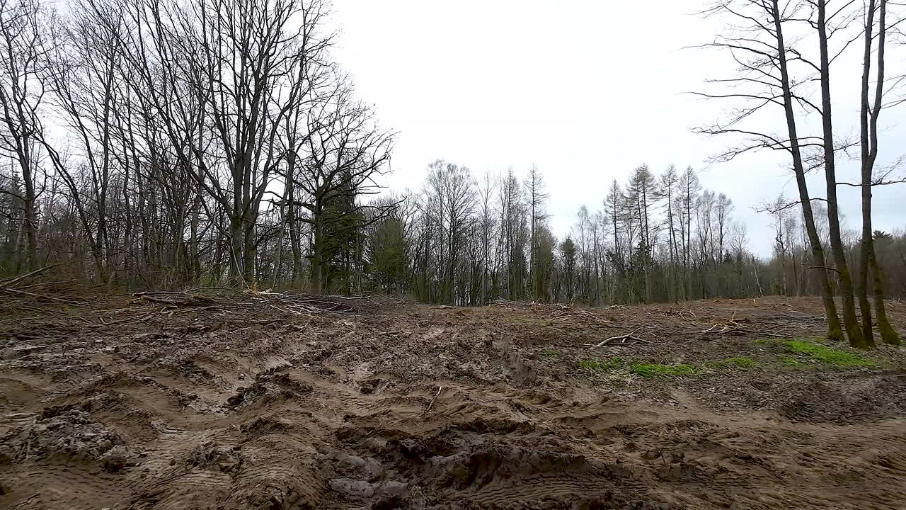 camino de barro en un bosque en el sitio de tala de árboles después del transporte - revelador, ángulo bajo