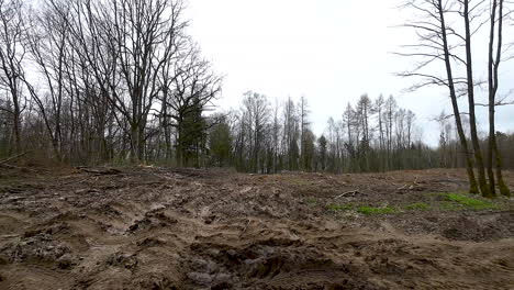 dirt mud road in a forest at tree felling site after transportation - revealing, low angle