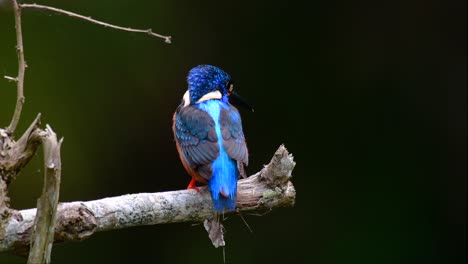 el martín pescador de orejas azules es un pequeño martín pescador que se encuentra en tailandia y es buscado por los fotógrafos de aves debido a sus hermosas orejas azules, ya que es una pequeña, linda y esponjosa bola de plumas azules de un pájaro