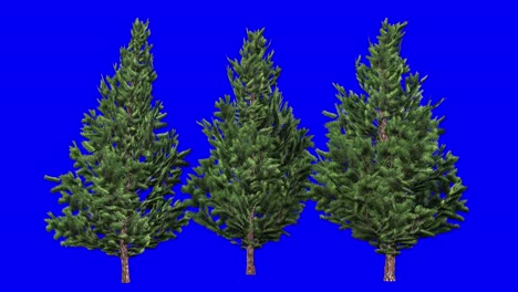 3D-christmas-scotch-pine-tree-cluster-with-wind-effect-on-blue-screen-3D-animation