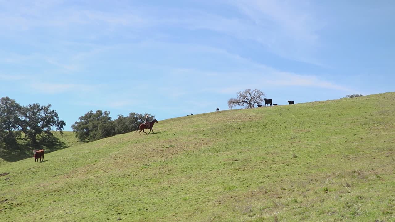 Campo lungo di un cowboy che cavalca su per la cresta nel suo pascolo verde