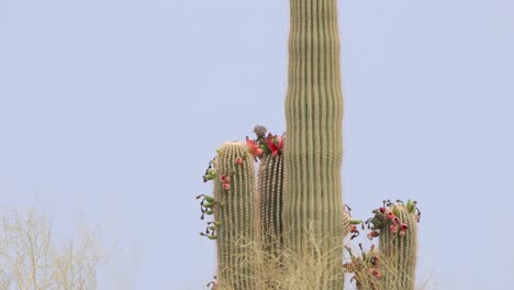 fruit ripens on top of a saguaro while birds eat it