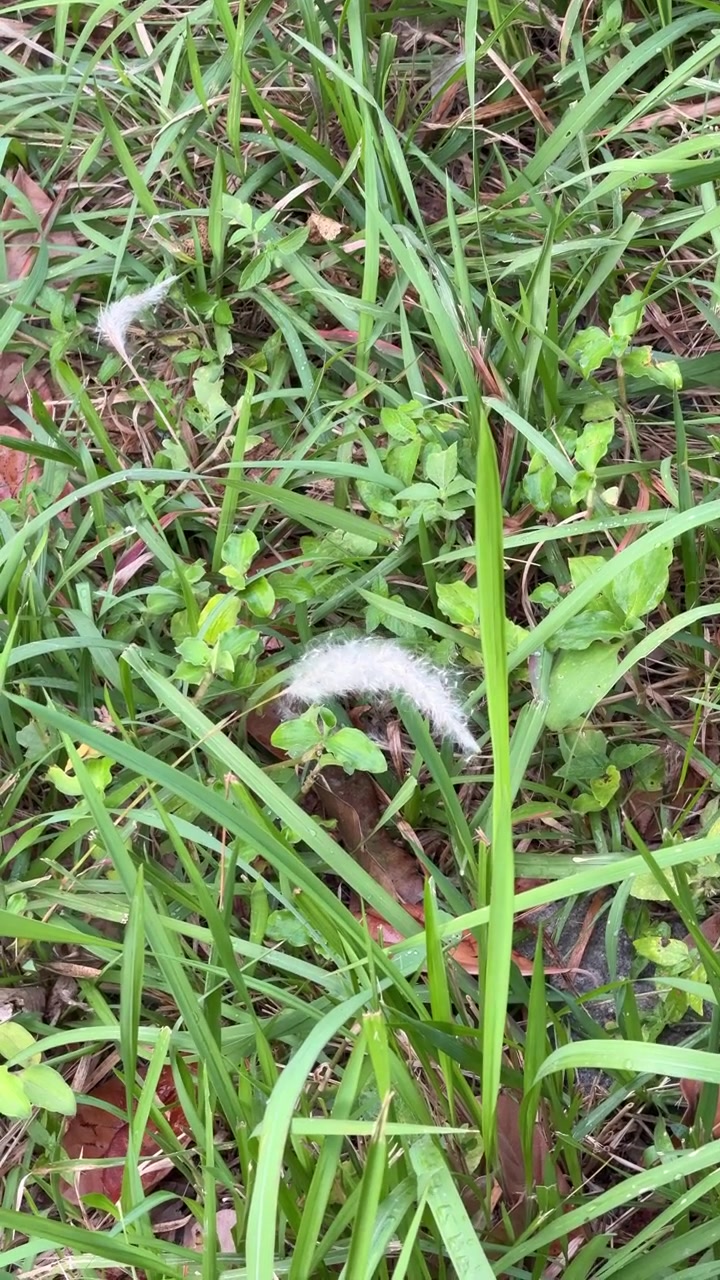 Chenille blanche duveteuse rampant dans l'herbe verte