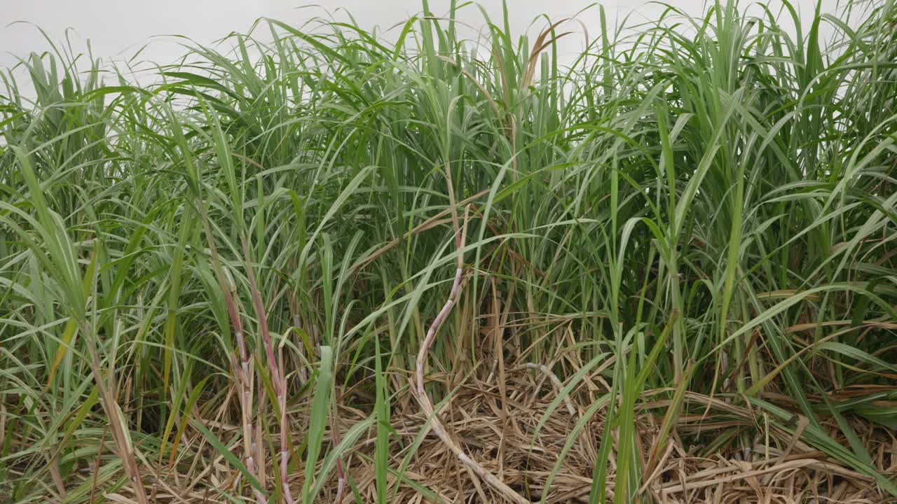 Pan right, sugar cane stalks blowing gently in the breeze