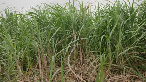 pan right, sugar cane stalks blowing gently in the breeze