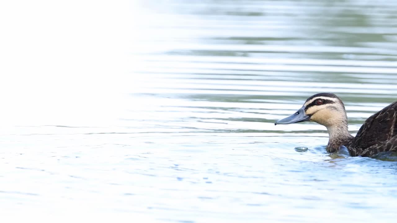 A duck flaps its wings and glides smoothly across the water's surface, showcasing serene aquatic movement.