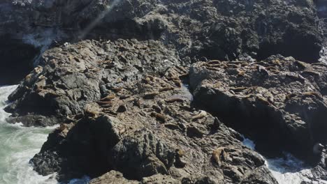 un disparo de un dron que se acerca lentamente a un gran grupo de focas que yacen en las rocas al sol, costa de oregón, océano pacífico