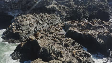 a slowly tracking drone shot approaching a large group of seals laying on rocks in sunshine, oregon coast, pacific ocean