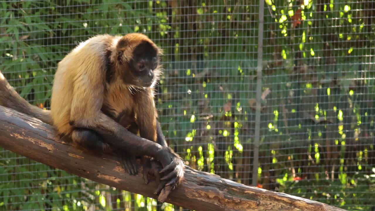 un mono araña descansando en una rama de un árbol