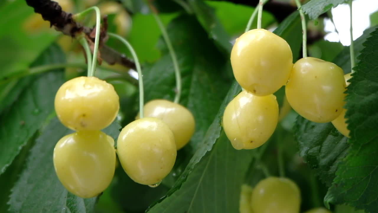 White up of wet red cherries ripe on the tree in sunlight