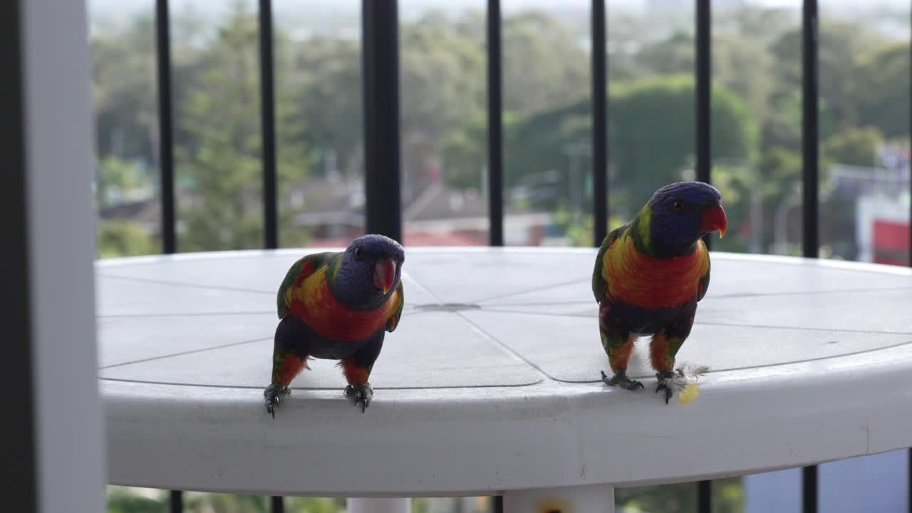 레인보우 로리케이트 (rainbow lorikeet) 는 오스트레일리아 대륙의 원산지인 이국적인 무새이다.