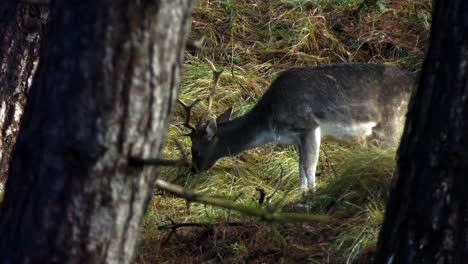 Junge-Männliche-Damwild-Hinter-Bäumen-Weidet-Im-Wald