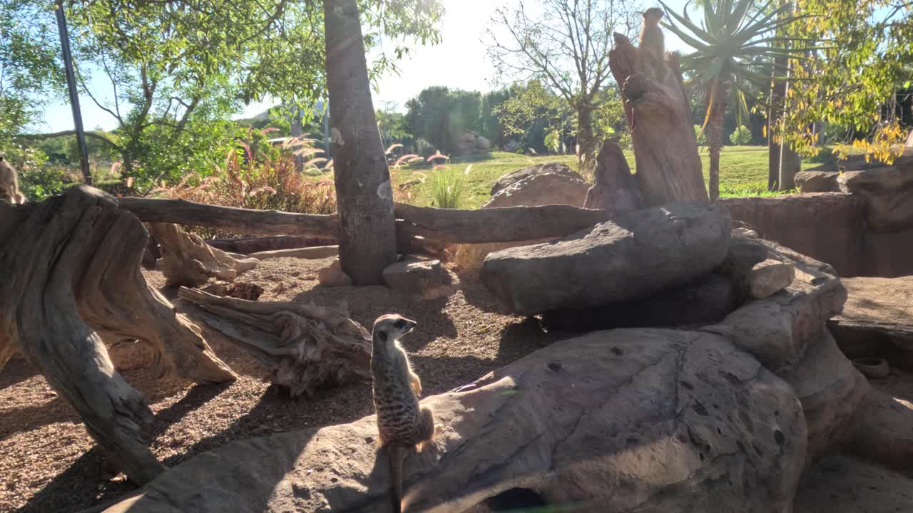 los suricatas interactuando en un hábitat naturalista del zoológico