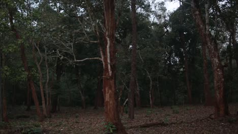 Dichter-Tropischer-Wald-In-Südindien.-Pfanne-Links