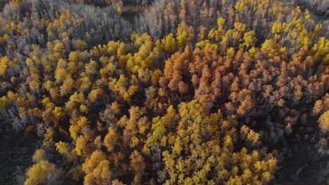 Vista-Aérea-De-Bosques-De-Colores-Otoñales-Iluminados-Por-El-Sol,-En-Alberta,-Día-De-Otoño,-En-Canadá---Descendiendo,-Disparo-De-Drones