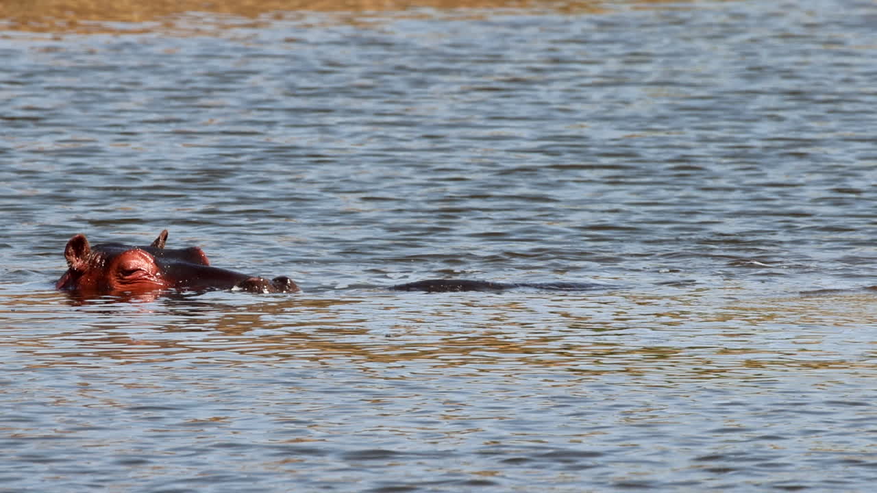 Telephoto shot of hippopotamus pod chilling inside waterhole, African wildlife