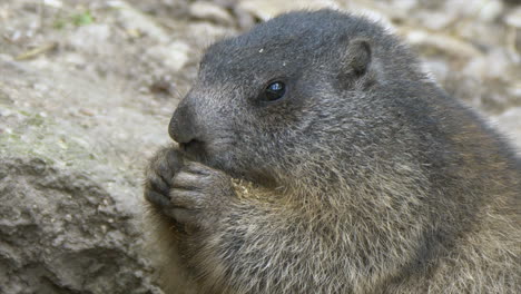 macro close up of wild cute groundhog eating food outdoors in mountains of europe