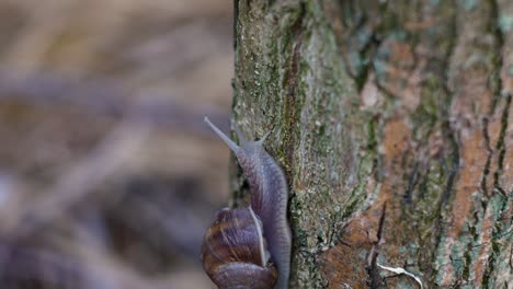 Nahaufnahme-Einer-Schnecke,-Die-Auf-Dem-Stamm-Eines-Baumes-Kriecht