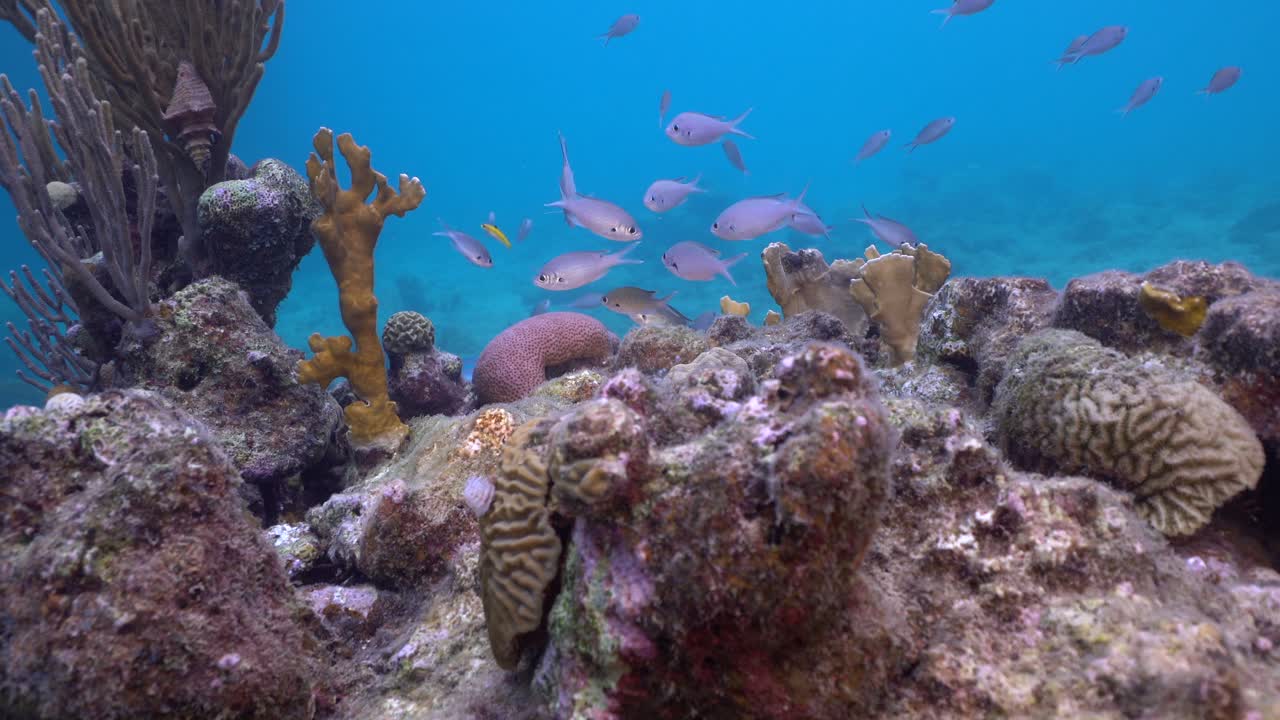 A handful of Chromis gather by the reef, swimming back and forth near delicate fire coral. The close-up, steady shot captures their rhythmic movement and intricate underwater details.