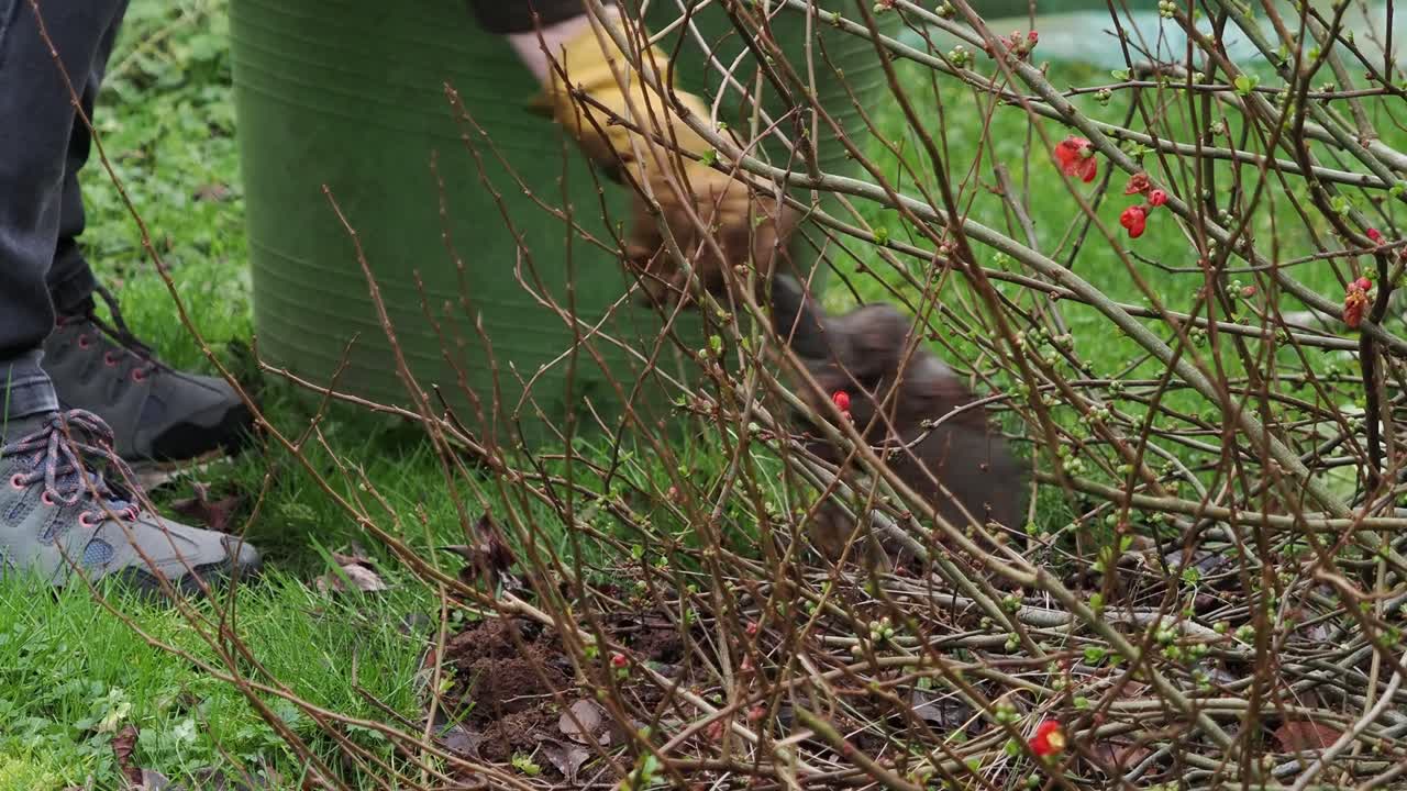 Gardener wearing gardening gloves and using a trowel to weed in winter with branches