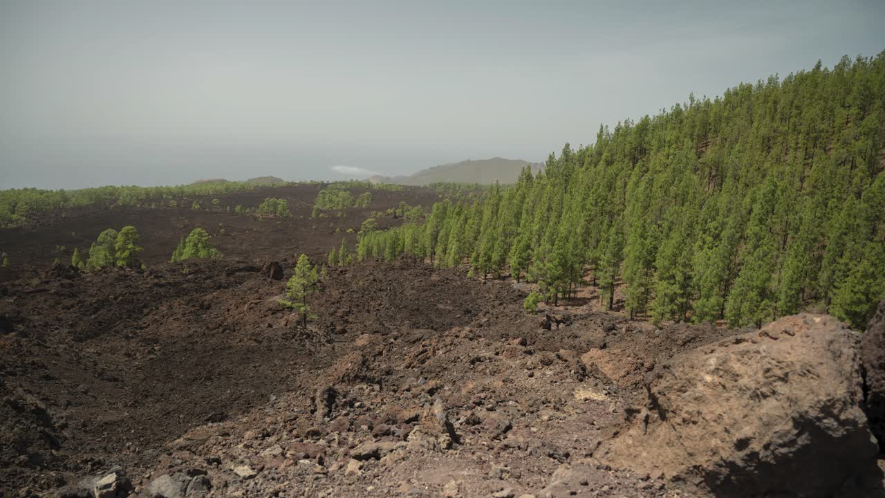 Maestosa foresta verde distrutta da un'antica eruzione vulcanica sull'isola di Tenerife, timelapse