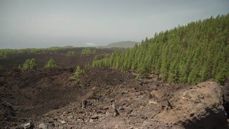 majestuoso bosque verde destruido por una antigua erupción volcánica en la isla de tenerife, timelapse