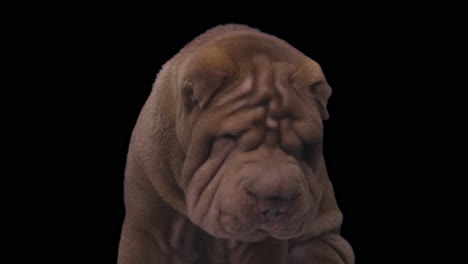 shar pei dog puppy lying down against white background