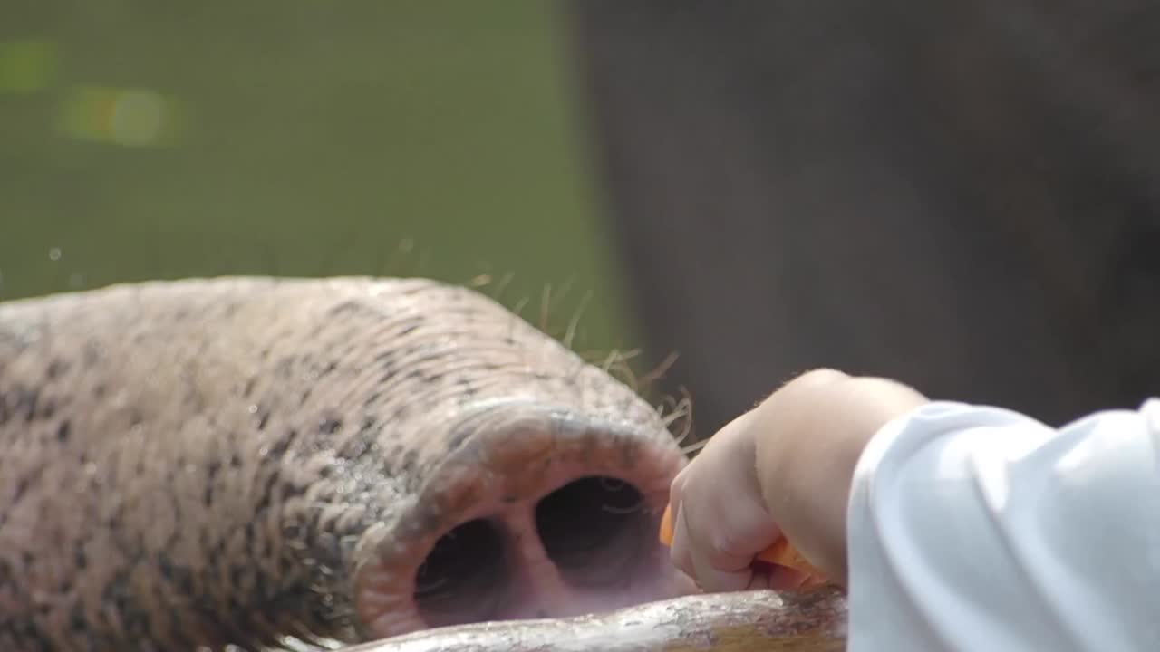 Feeding an Elephant a Carrot