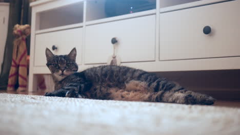 el gato se despierta en el suelo.