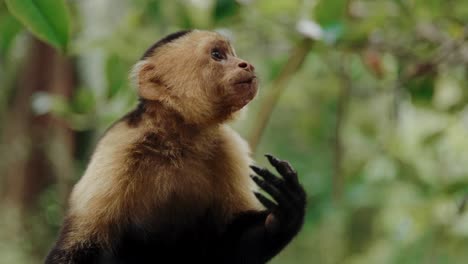 capuchin monkey eating boat tour costa rica travel