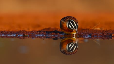 A-close-full-body-shot-of-a-Golden-breasted-Bunting-and-its-reflection-while-drinking,-Greater-Kruger