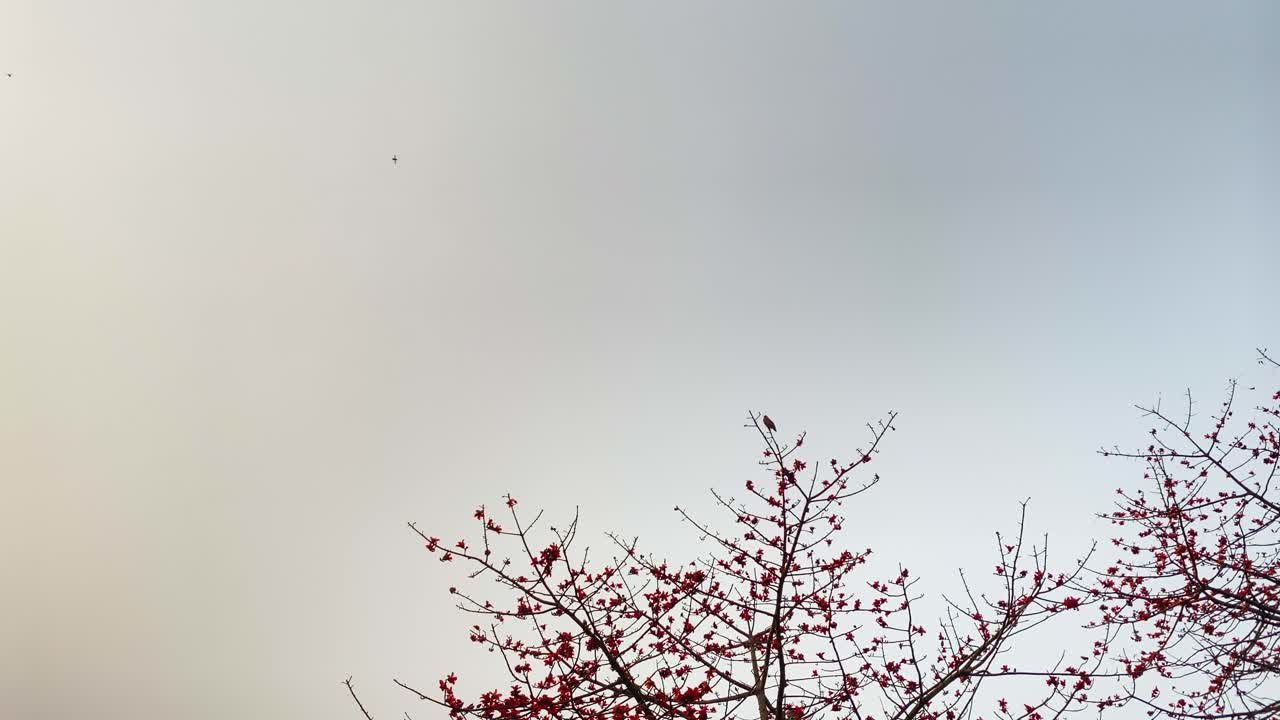 ⁇ 은 실크 면화 나무는 곤충을 끌어들여 수분을 공급합니다. 독수리는 나중에 날아갑니다.