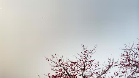 red silk cotton tree attracting insects for pollination, eagle fly away later