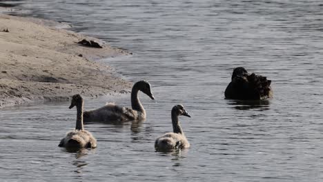 family of swans swimming together on calm water