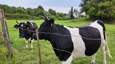 black and white normandy cows behind the grass pasture fence