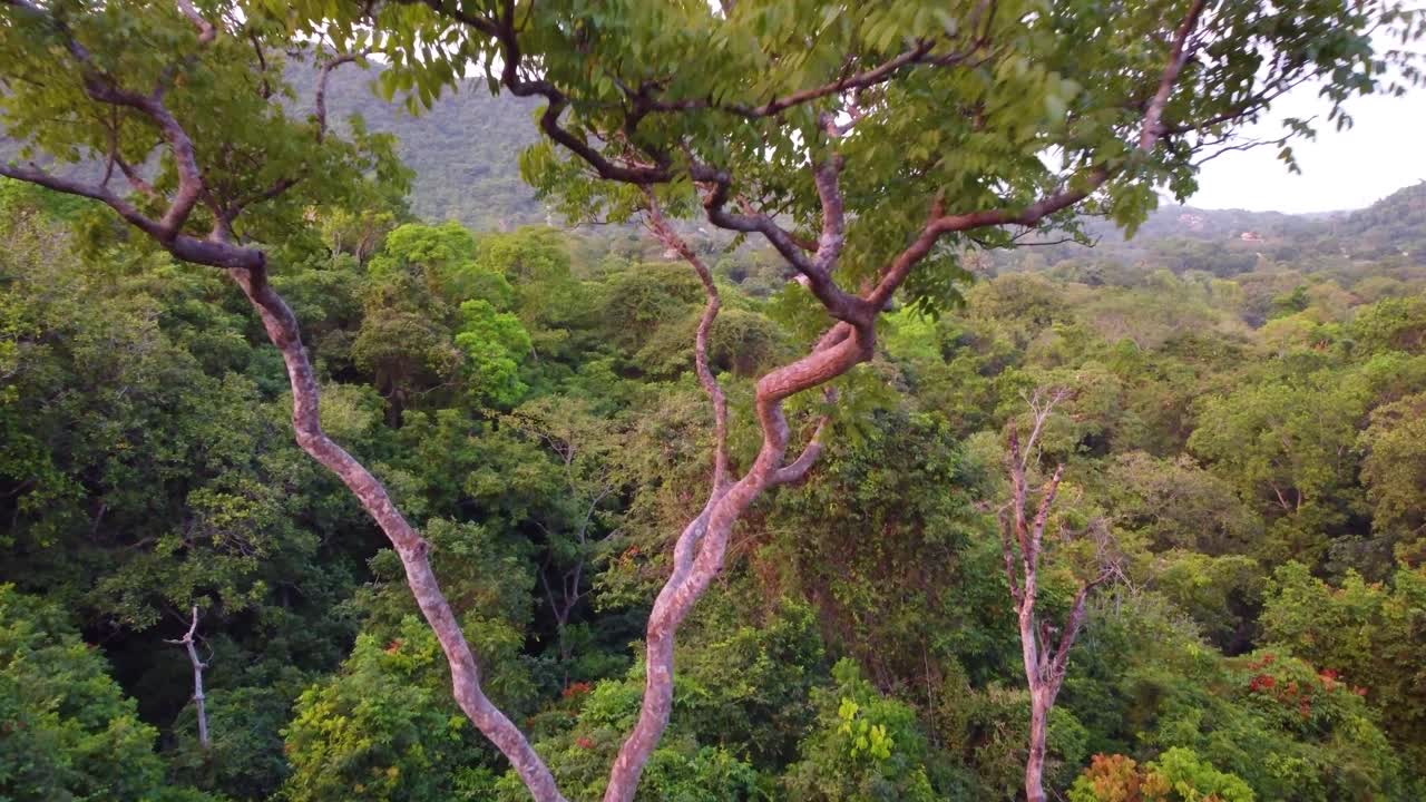volando a través de un gran árbol en la jungla y las verdes colinas de minca, colombia